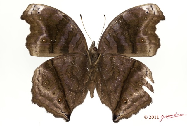 076 Lepidoptera 116b (FV) Nymphalidae Nymphalinae Junonia stygia m 11E5K2IMG_72836wtmk.jpg