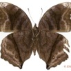 076 Lepidoptera 116b (FV) Nymphalidae Nymphalinae Junonia stygia m 11E5K2IMG_72836wtmk.jpg