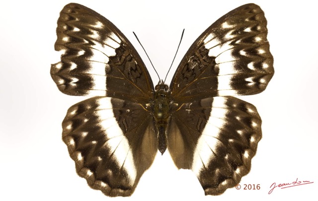 077 Lepidoptera 133d (FD) Nymphalidae Limenitidinae Cymothoe jodutta f 16E5K3IMG_110505wtmk.jpg