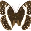 077 Lepidoptera 133d (FD) Nymphalidae Limenitidinae Cymothoe jodutta f 16E5K3IMG_110505wtmk.jpg