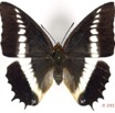 079 Lepidoptera 134a (FD) Nymphalidae Charaxinae Charaxes brutus f 16E5K3IMG_110507wtmk.jpg