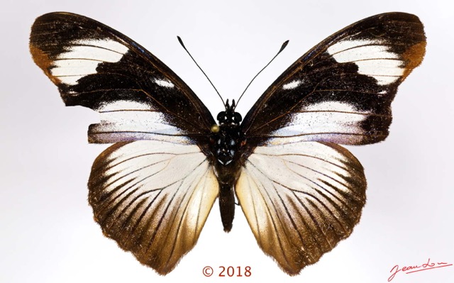 081 Lepidoptera 140d (FD) Nymphalidae Nymphalinae Hypolimnas anthedon anthedon M 18E5K3IMG_180211126270_DxOawtmk.jpg