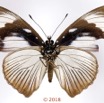 082 Lepidoptera 140d (FV) Nymphalidae Nymphalinae Hypolimnas anthedon anthedon M 18E5K3IMG_180211126271_DxOawtmk.jpg