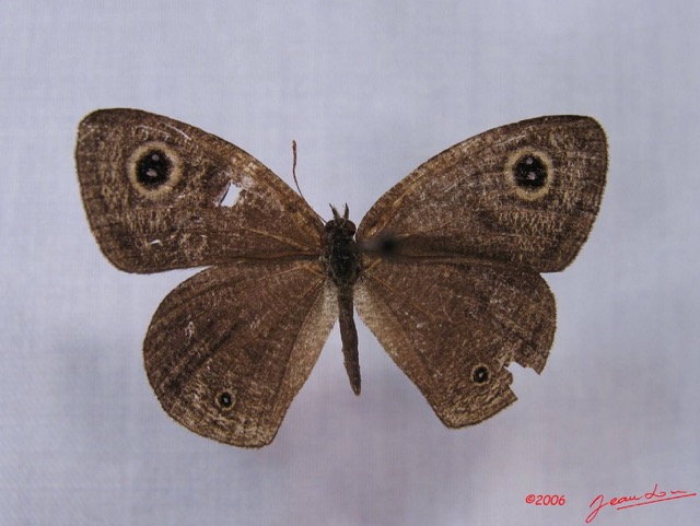 001 Lepidoptera (FD) Nymphalidae Satyrinae IMG_3242WTMK.JPG