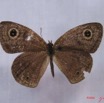 001 Lepidoptera (FD) Nymphalidae Satyrinae IMG_3242WTMK.JPG