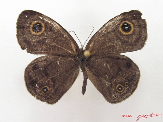 003 Lepidoptera (FD) Nymphalidae Satyrinae Ypthima doleta m IMG_5009WTMK.JPG
