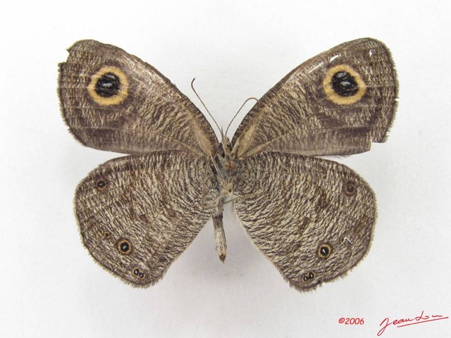004 Lepidoptera (FV) Nymphalidae Satyrinae Ypthima doleta m IMG_5011WTMK.JPG