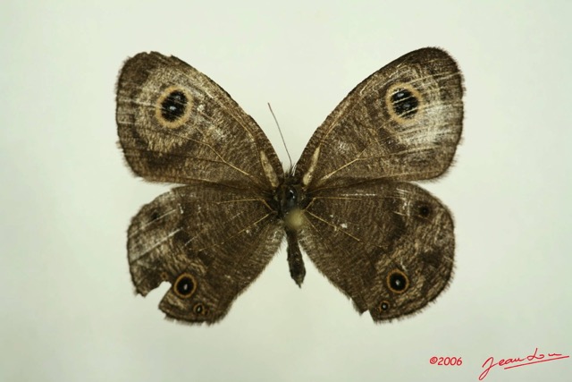 011 Lepidoptera (FD) Nymphalidae Satyrinae Ypthima doleta m IMG_3060WTMK.JPG