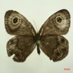 011 Lepidoptera (FD) Nymphalidae Satyrinae Ypthima doleta m IMG_3060WTMK.JPG