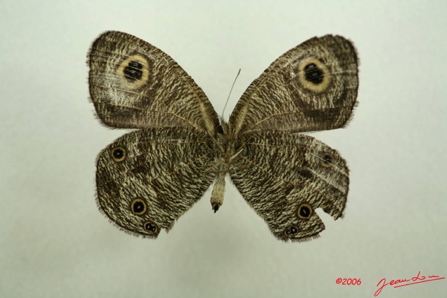 012 Lepidoptera (FV) Nymphalidae Satyrinae Ypthima doleta m IMG_3065WTMK.JPG
