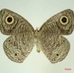 014 Lepidoptera (FV) Nymphalidae Satyrinae Ypthima doleta m IMG_3278WTMK.JPG