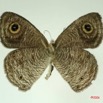 016 Lepidoptera (FV) Nymphalidae Satyrinae Ypthima doleta m IMG_3285WTMK.JPG