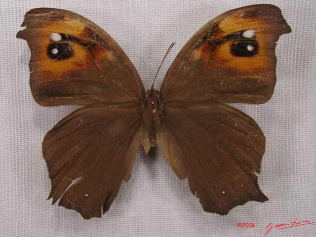 019 Lepidoptera (FD) Nymphalidae Satyrinae Melanitis leda IMG_3985WTMK.JPG