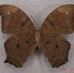 020 Lepidoptera (FV) Nymphalidae Satyrinae Melanitis leda IMG_3986WTMK.JPG