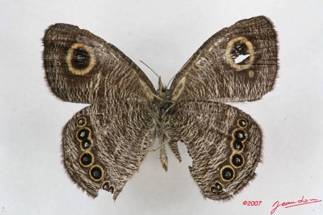 022 Lepidoptera (FV) Nymphalidae Satyrinae Ypthima itonia m 7IMG_5695WTMK.JPG