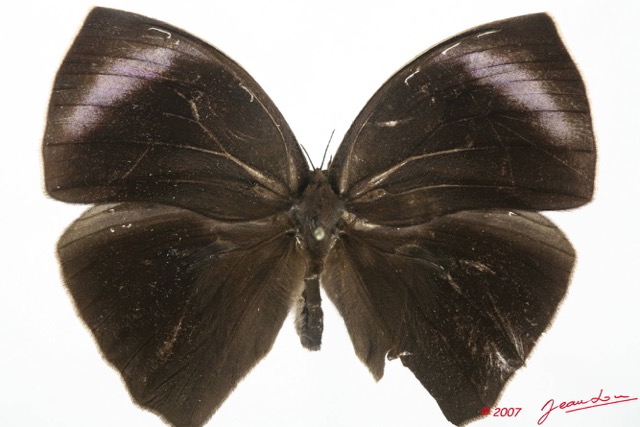 023 Lepidoptera (FD) Nymphalidae Satyrinae Bicyclus sebetus 7EIMG_2492WTMK.JPG