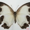 025 Lepidoptera (FD) Nymphalidae Satyrinae Hallelesis asochis 8EIMG_20687WTMK.JPG