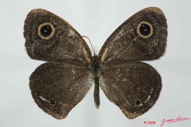 027 Lepidoptera (FD) Nymphalidae Satyrinae Ypthima doleta m 8EIMG_20835WTMK.JPG