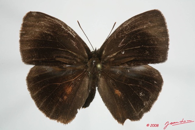 029 Lepidoptera (FD) Nymphalidae Satyrinae Bicyclus vulgaris m 8EIMG_24445WTMK.JPG