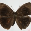 029 Lepidoptera (FD) Nymphalidae Satyrinae Bicyclus vulgaris m 8EIMG_24445WTMK.JPG