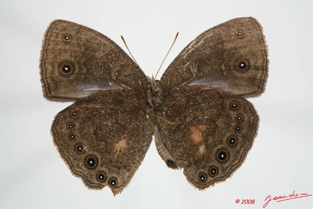 030 Lepidoptera (FV) Nymphalidae Satyrinae Bicyclus vulgaris m 8EIMG_24452WTMK.JPG