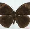 031 Lepidoptera (FD) Nymphalidae Satyrinae Bicyclus 8EIMG_26168WTMK.jpg