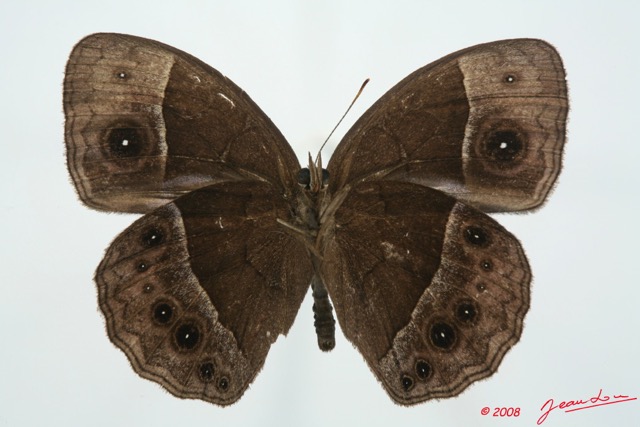 032 Lepidoptera (FV) Nymphalidae Satyrinae Bicyclus 8EIMG_26174WTMK.jpg