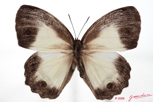 033 Lepidoptera (FD) Nymphalidae Satyrinae Hallelesis asochis m 8E50IMG_30275WTMK.jpg