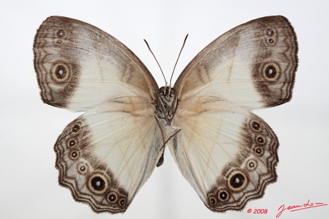 034 Lepidoptera (FV) Nymphalidae Satyrinae Hallelesis asochis m 8E50IMG_30279WTMK.jpg