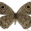 036 Lepidoptera 103d (FV) Nymphalidae Satyrinae Ypthima doleta m 10E5K2IMG_61496wtmk.jpg