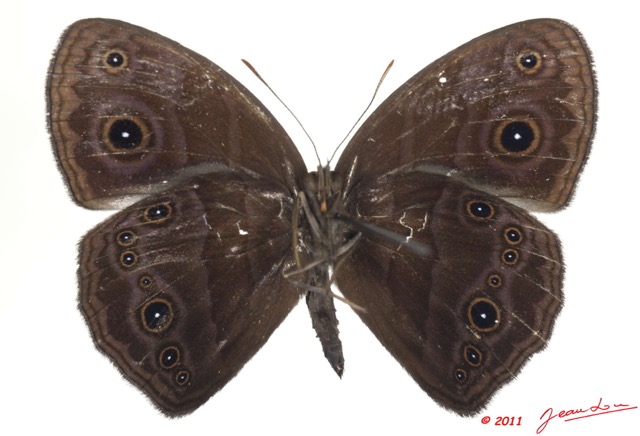 038 Lepidoptera 113b (FV) Nymphalidae Satyrinae Bicyclus smithi 11E5K2IMG_68700wtmk.jpg