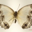 039 Lepidoptera 118b (FV) Nymphalidae Satyrinae Hallelesis asochis f 12E5K2IMG_73865wtmk.jpg