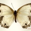 040 Lepidoptera 118b (FD) Nymphalidae Satyrinae Hallelesis asochis f 12E5K2IMG_73864wtmk.jpg