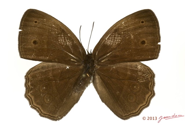 043 Lepidoptera 121d (FD) Nymphalidae Satyrinae Bicyclus rhacotis 13E5K3IMG_90838wtmk.jpg