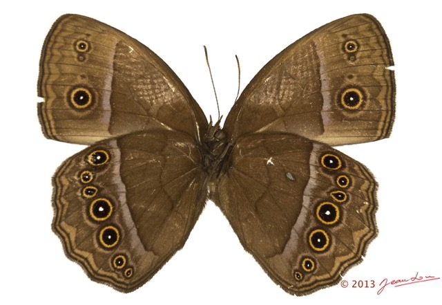 044 Lepidoptera 121d (FV) Nymphalidae Satyrinae Bicyclus rhacotis 13E5K3IMG_90840wtmk.jpg