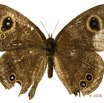 045 Lepidoptera 127c (FD) Nymphalidae Satyrinae Ypthimomorpha itonia 16E5K3IMG_118640wtmk.jpg
