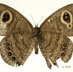 046 Lepidoptera 127c (FV) Nymphalidae Satyrinae Ypthimomorpha itonia 16E5K3IMG_118641wtmk.jpg
