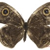 047 Lepidoptera 128a (FD) Nymphalidae Satyrinae Yphtima doleta 16E5K3IMG_119013wtmk.jpg
