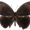 051 Lepidoptera 130c (FD) Nymphalidae Satyrinae Bicyclus sandace m 16E5K3IMG_119292wtmk.jpg