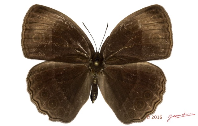 053 Lepidoptera 132a (FD) Nymphalidae Satyrinae Bicyclus technatis m 16E5K3IMG_119552wtmk.jpg