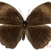 053 Lepidoptera 132a (FD) Nymphalidae Satyrinae Bicyclus technatis m 16E5K3IMG_119552wtmk.jpg