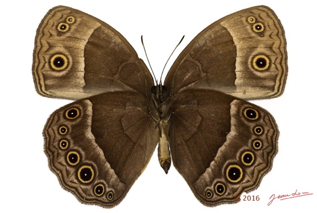 054 Lepidoptera 132a (FV) Nymphalidae Satyrinae Bicyclus technatis m 16E5K3IMG_119553wtmk.jpg