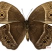 054 Lepidoptera 132a (FV) Nymphalidae Satyrinae Bicyclus technatis m 16E5K3IMG_119553wtmk.jpg