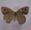 002 Lepidoptera (FV) Nymphalidae Satyrinae IMG_3243WTMK.JPG