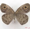 004 Lepidoptera (FV) Nymphalidae Satyrinae Ypthima doleta m IMG_5011WTMK.JPG