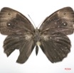 005 Lepidoptera (FD) Nymphalidae Satyrinae Bicyclus vulgaris m IMG_1341WTMK.JPG