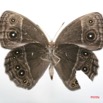 006 Lepidoptera (FV) Nymphalidae Satyrinae Bicyclus vulgaris m IMG_1342WTMK.JPG