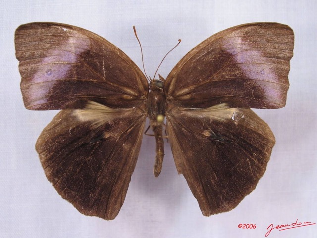 007 Lepidoptera (FD) Nymphalidae Satyrinae Bicyclus medontias IMG_3010WTMK.JPG