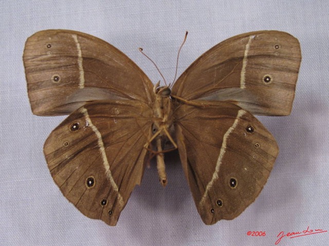 008 Lepidoptera (FV) Nymphalidae Satyrinae Bicyclus medontias IMG_3012WTMK.JPG