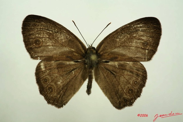 009 Lepidoptera (FD) Nymphalidae Satyrinae Biciclus dorothea IMG_3072WTMK.JPG